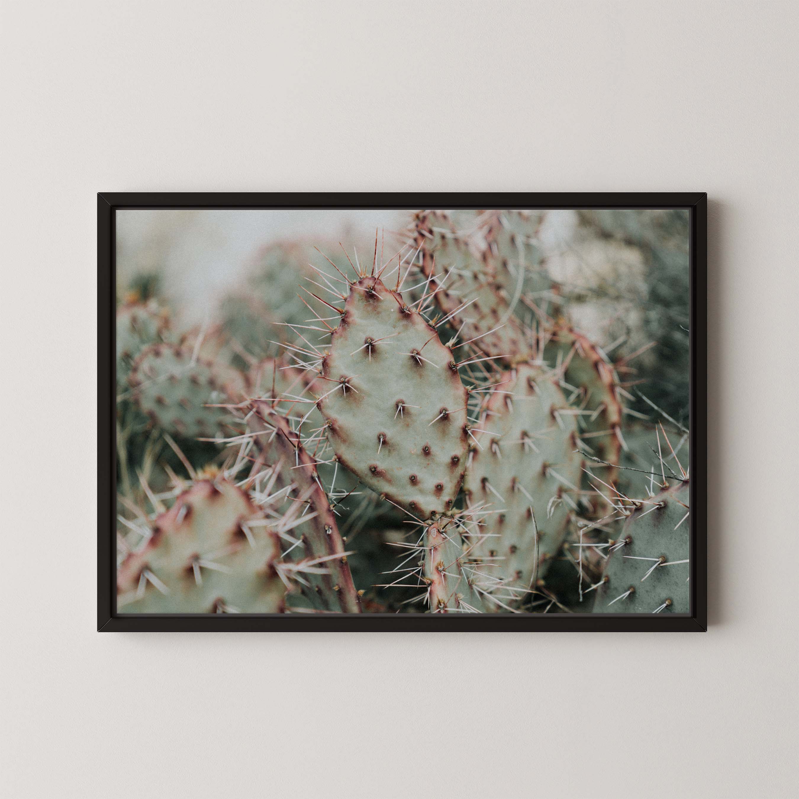 Colorado Cacti