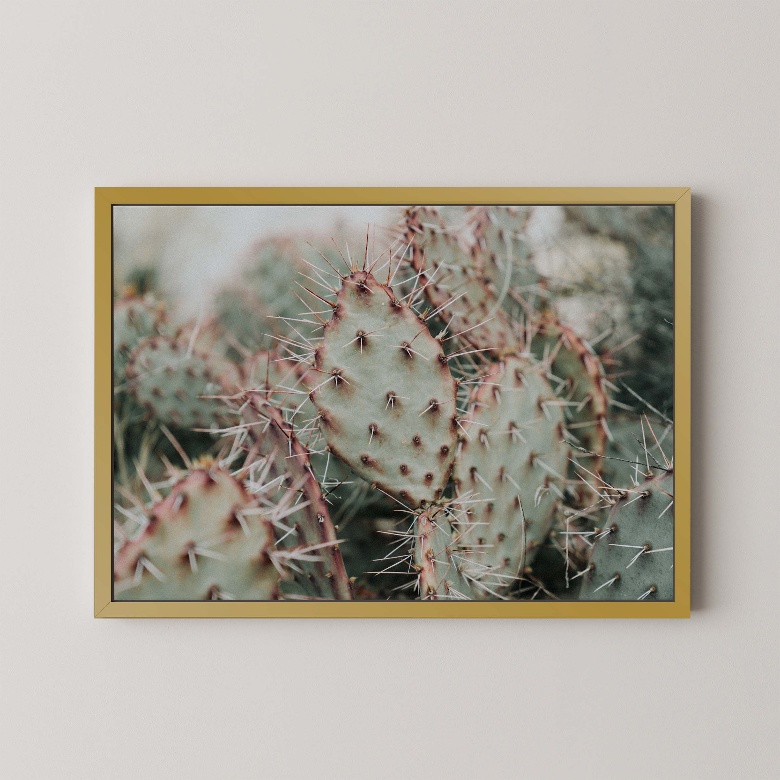 Colorado Cacti