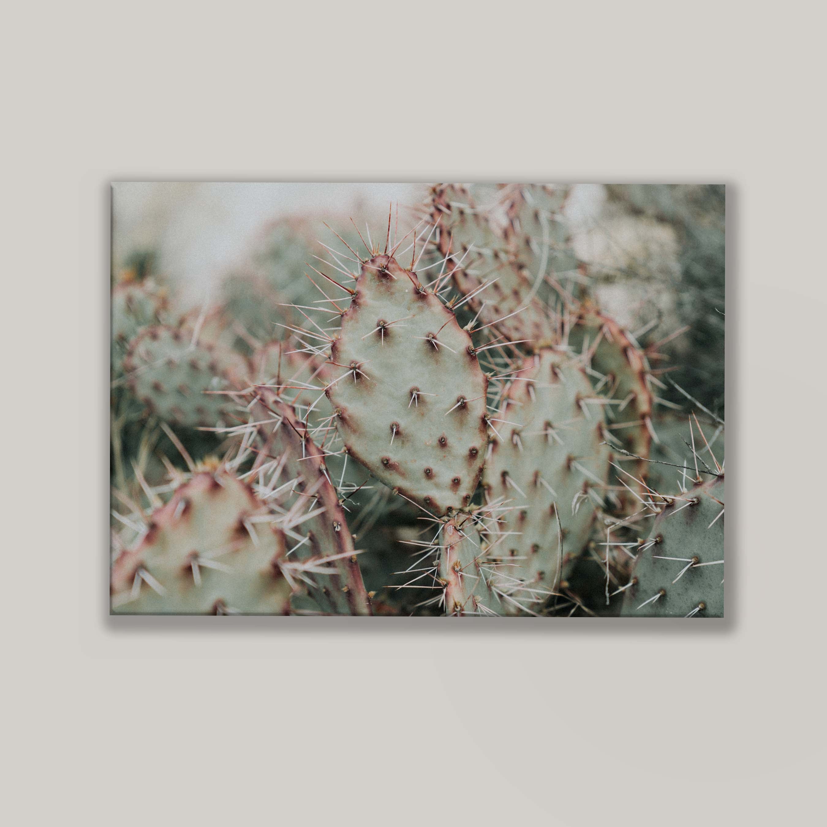 Colorado Cacti