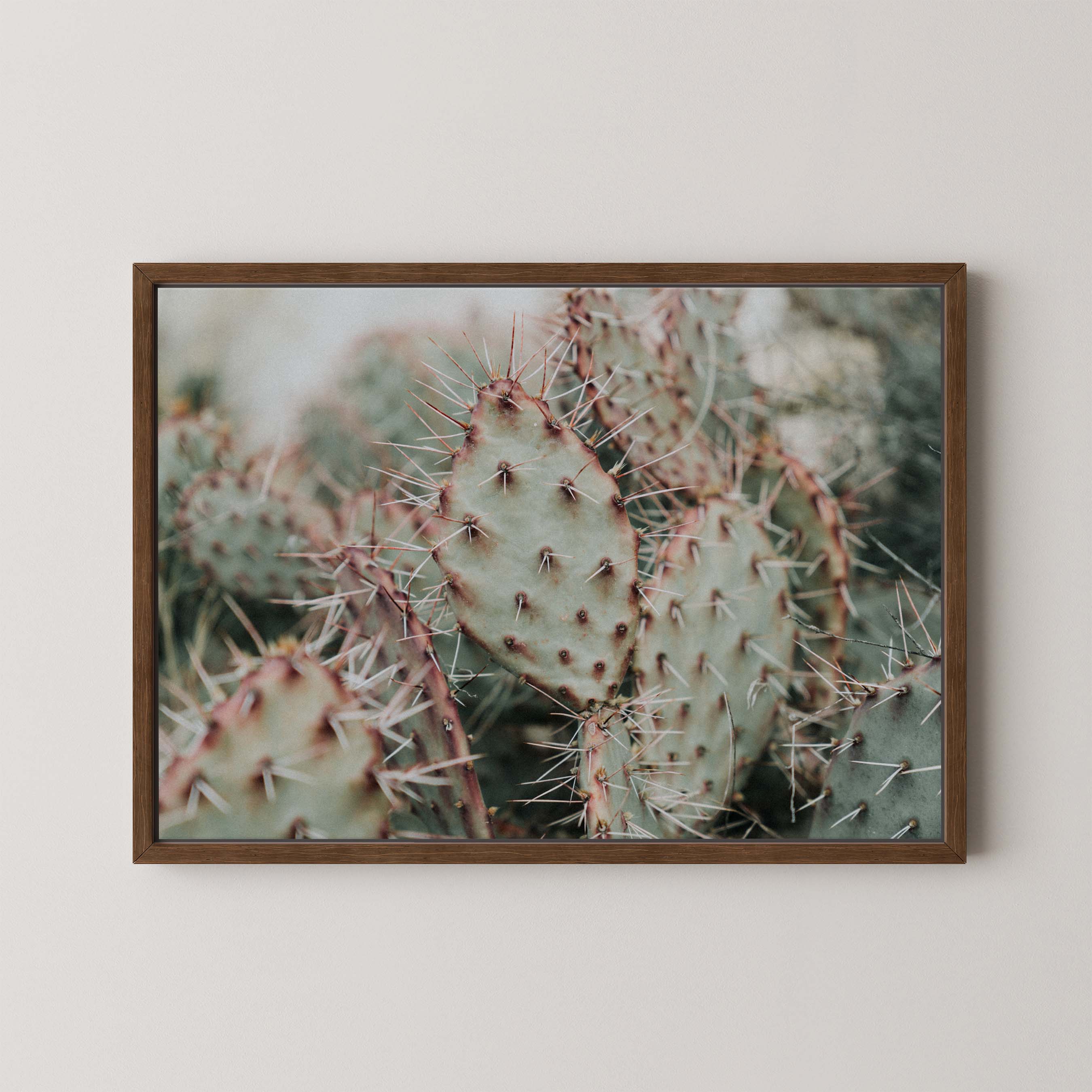 Colorado Cacti