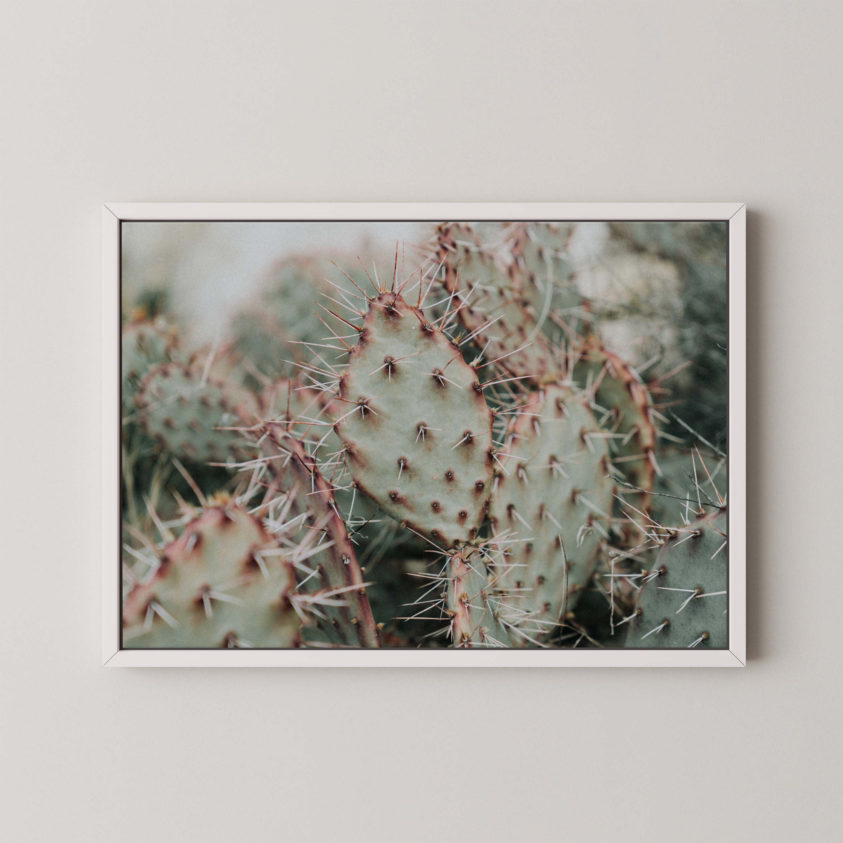 Colorado Cacti