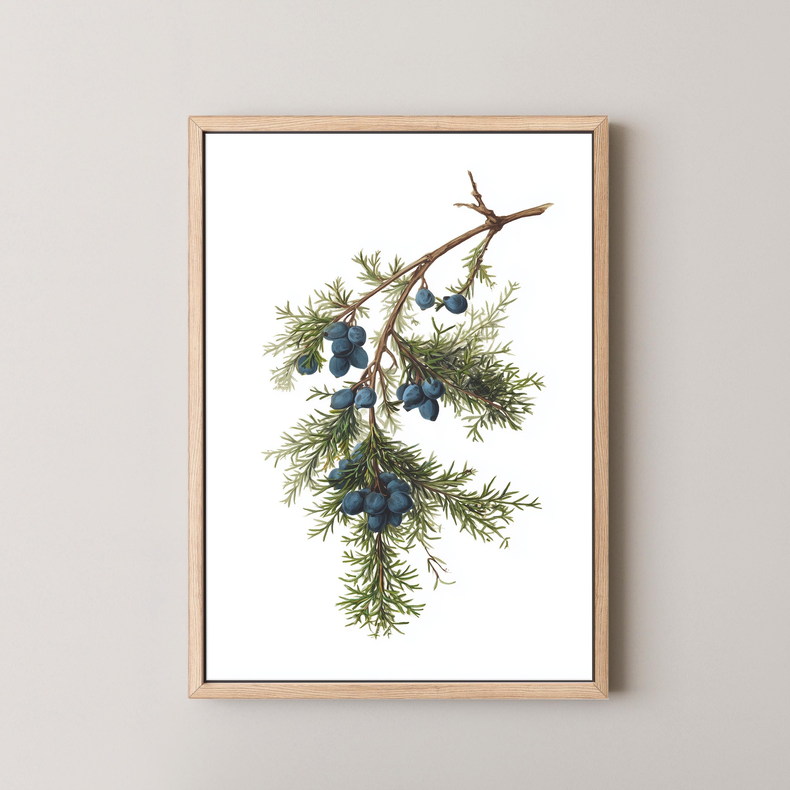 Juniper Branch