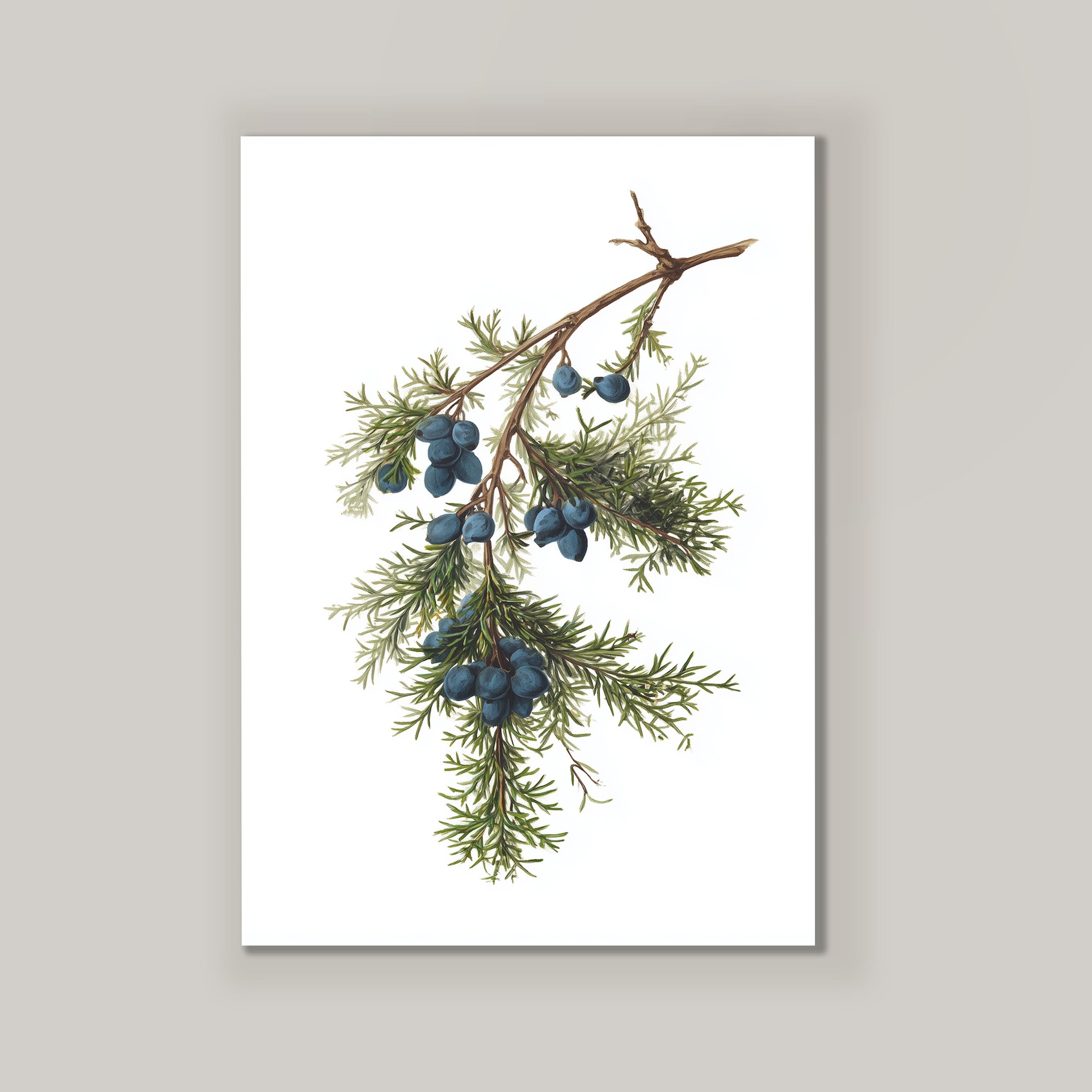 Juniper Branch