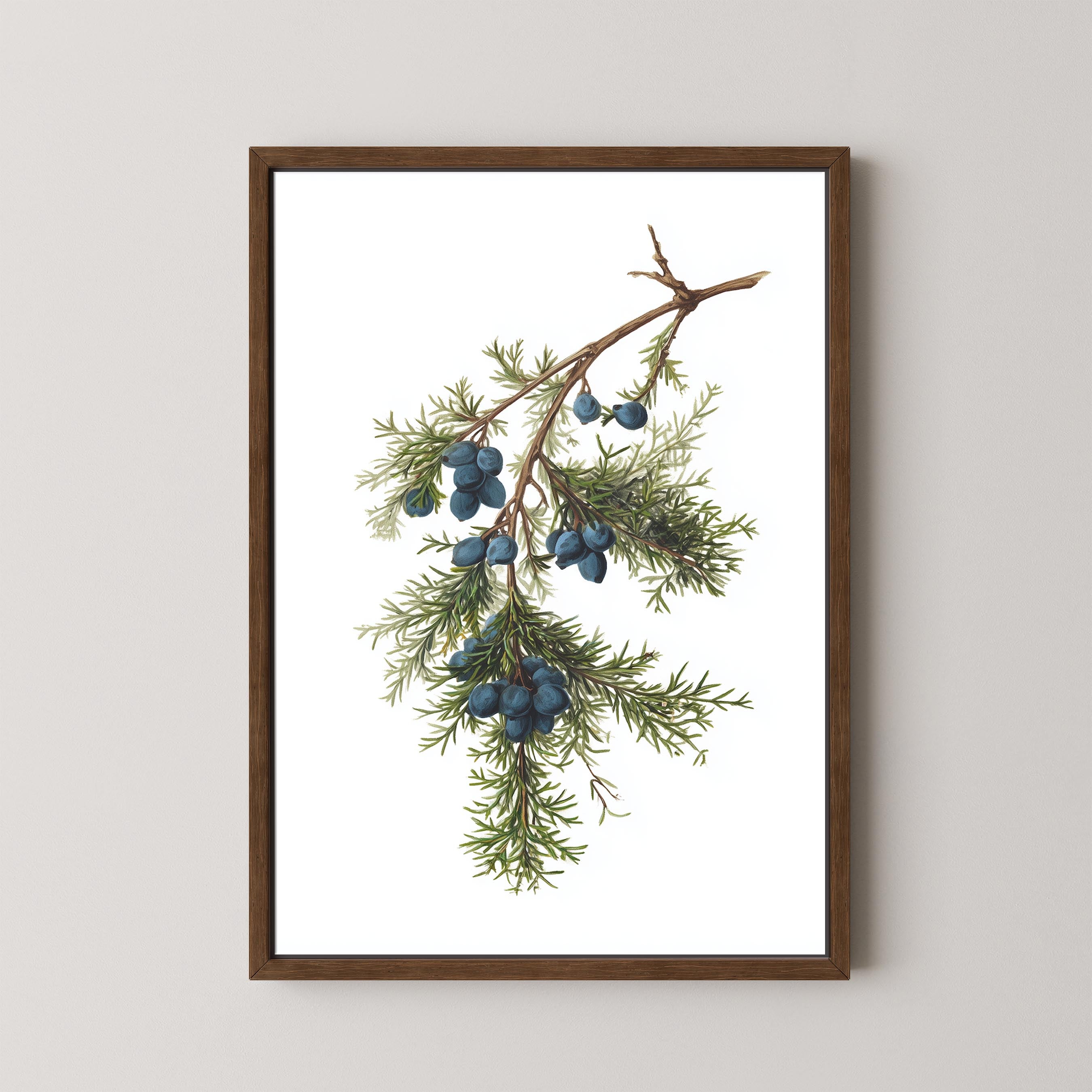Juniper Branch