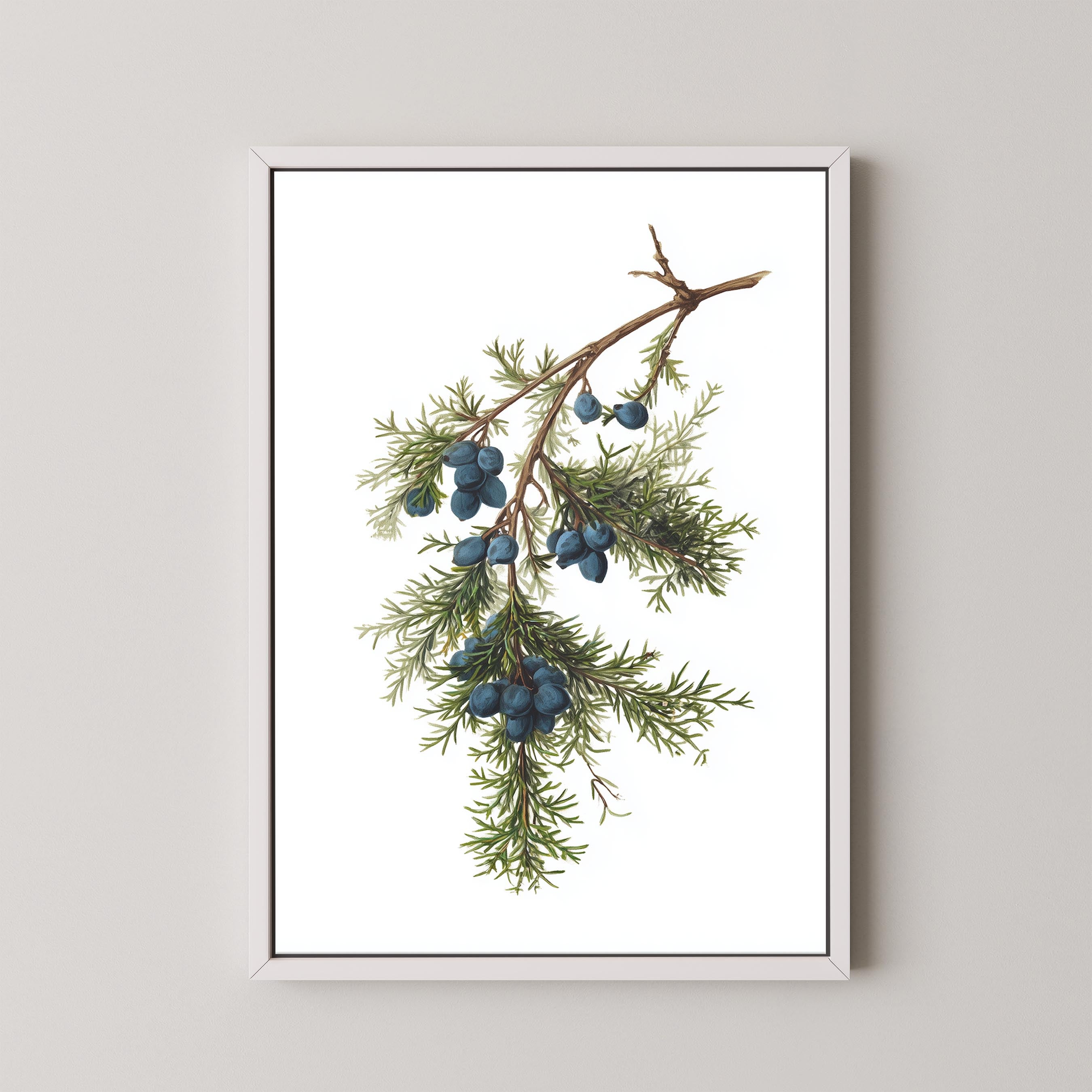 Juniper Branch