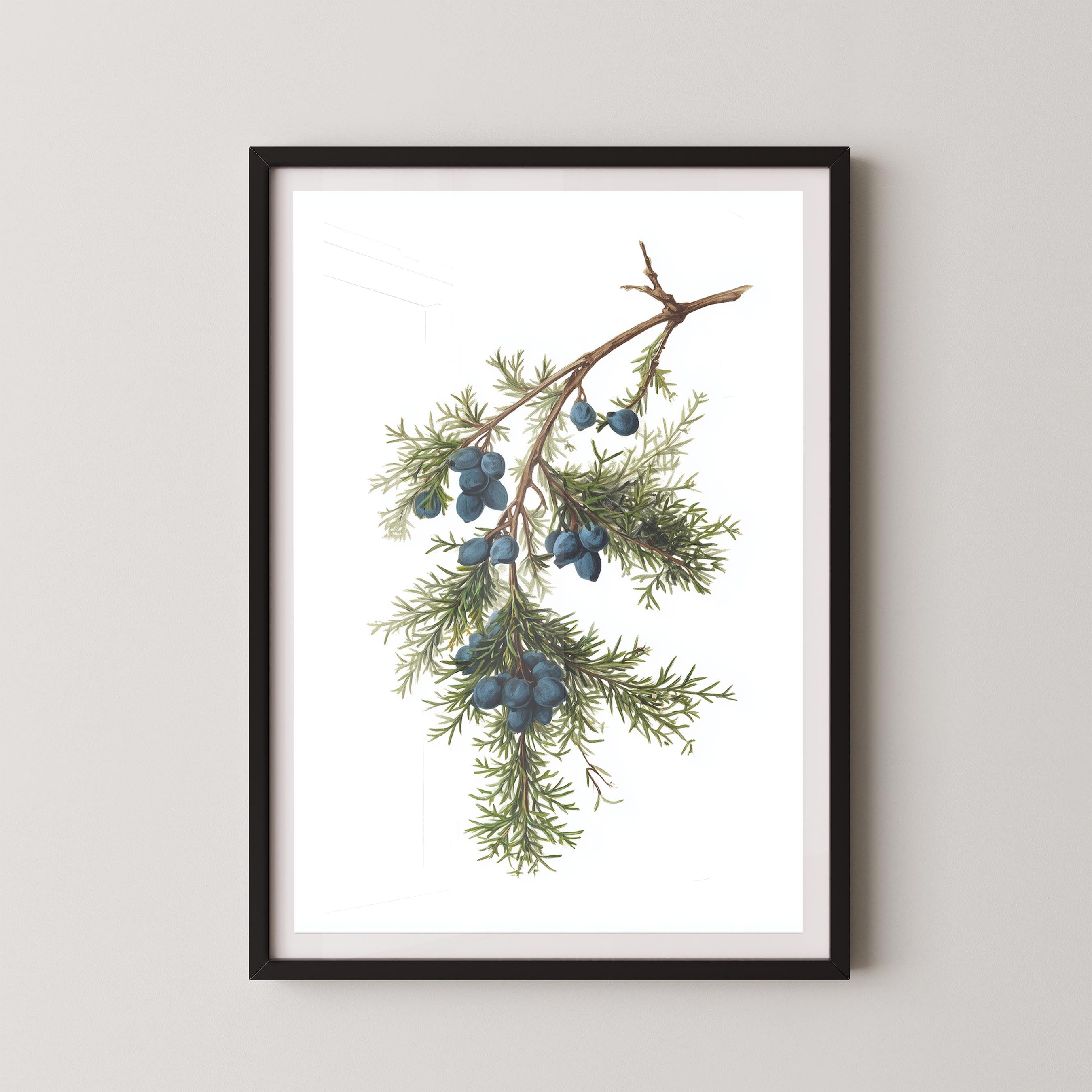 Juniper Branch