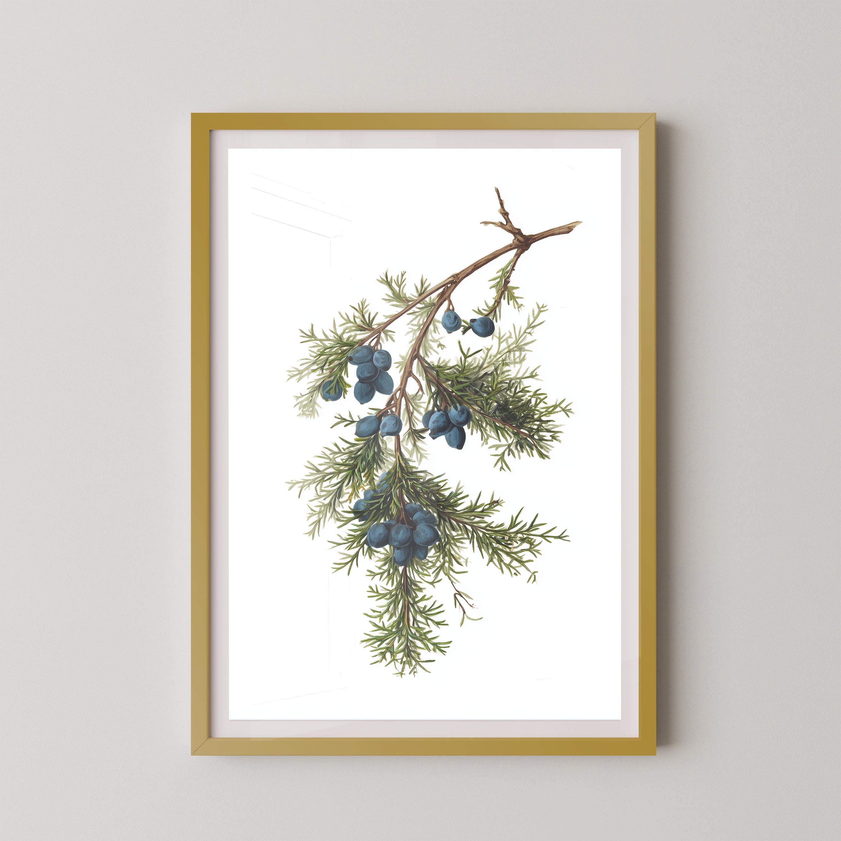 Juniper Branch