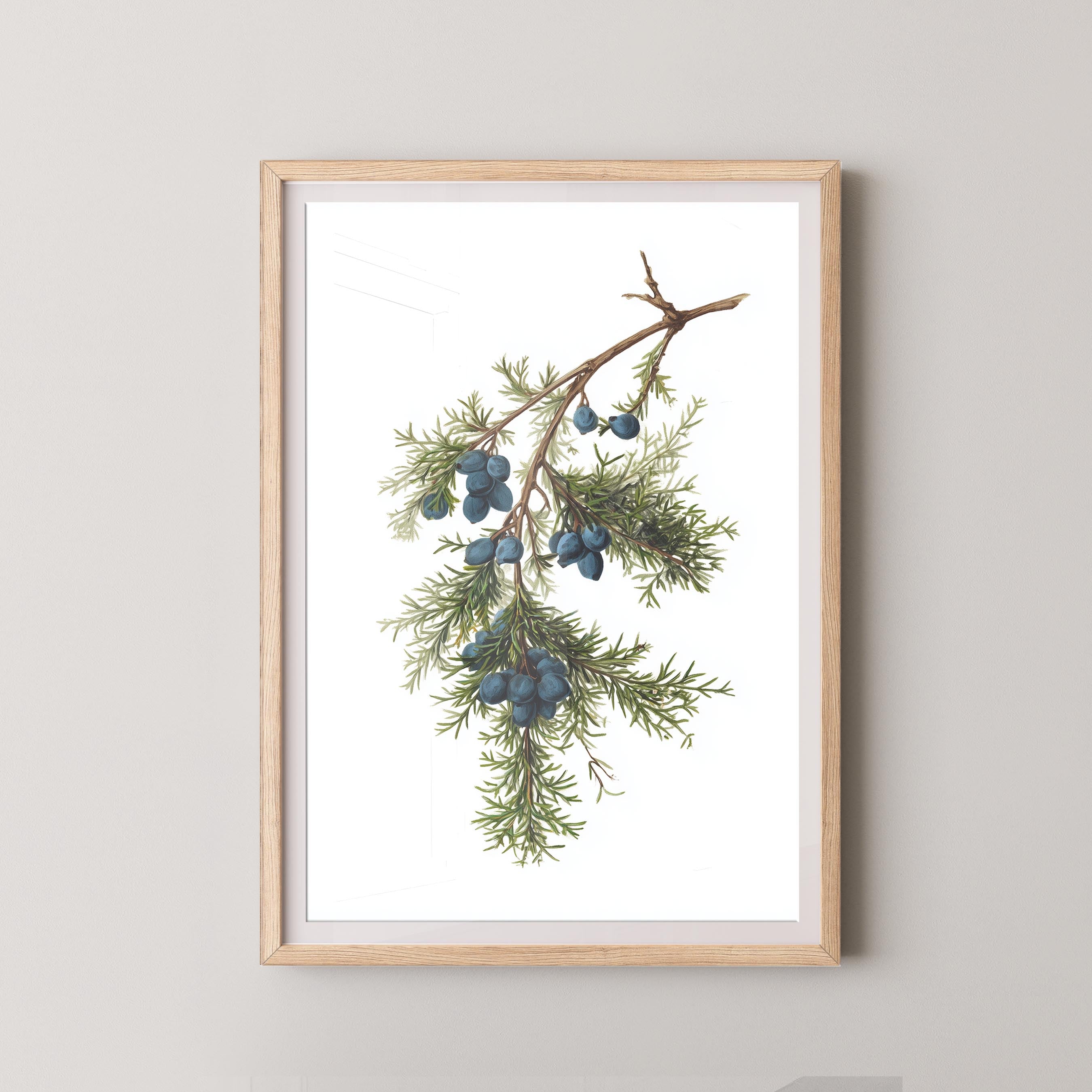 Juniper Branch