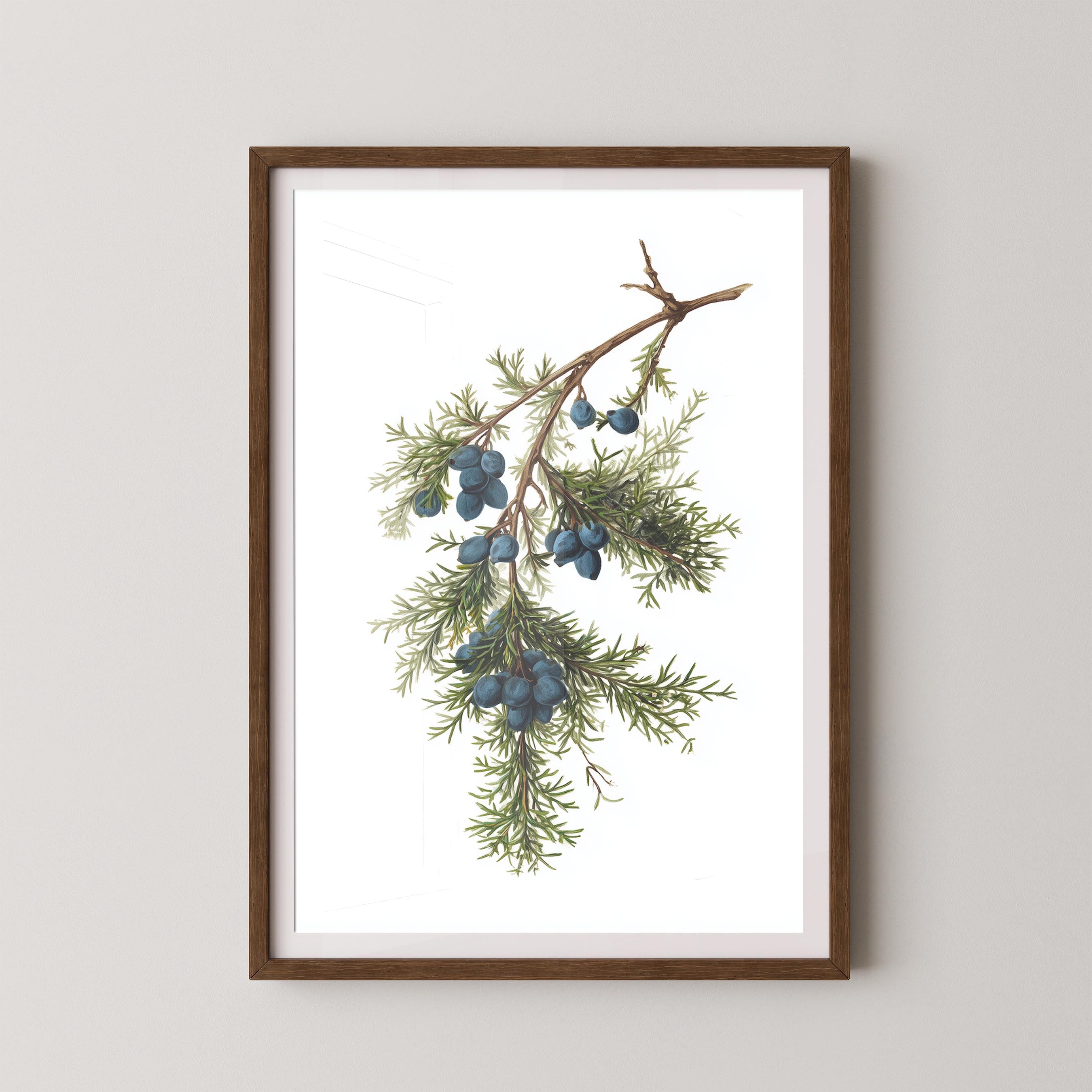 Juniper Branch