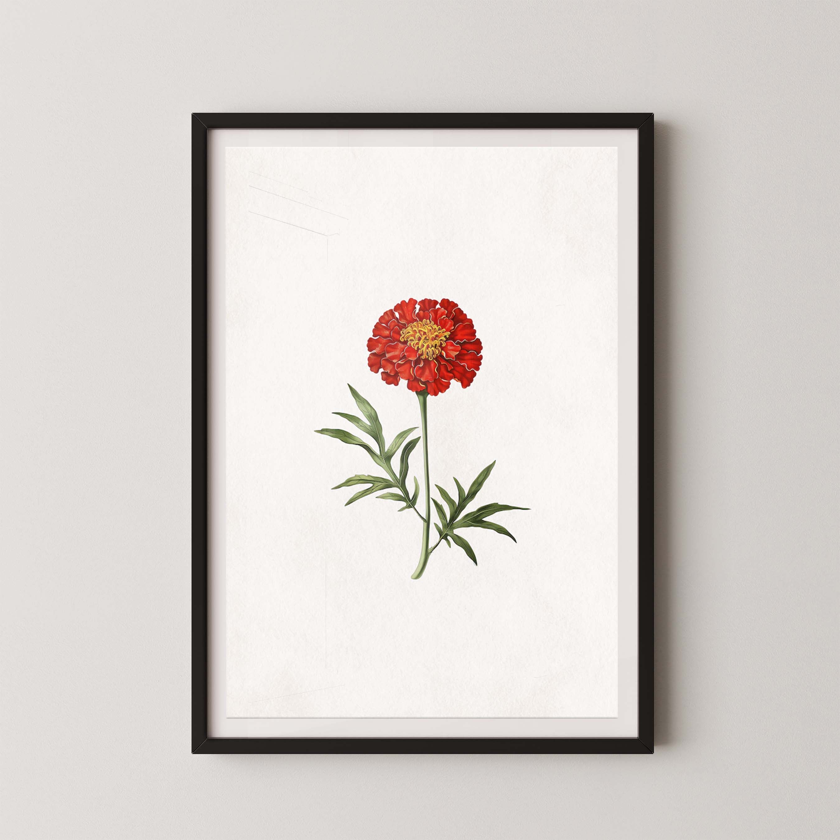 Lone Marigold