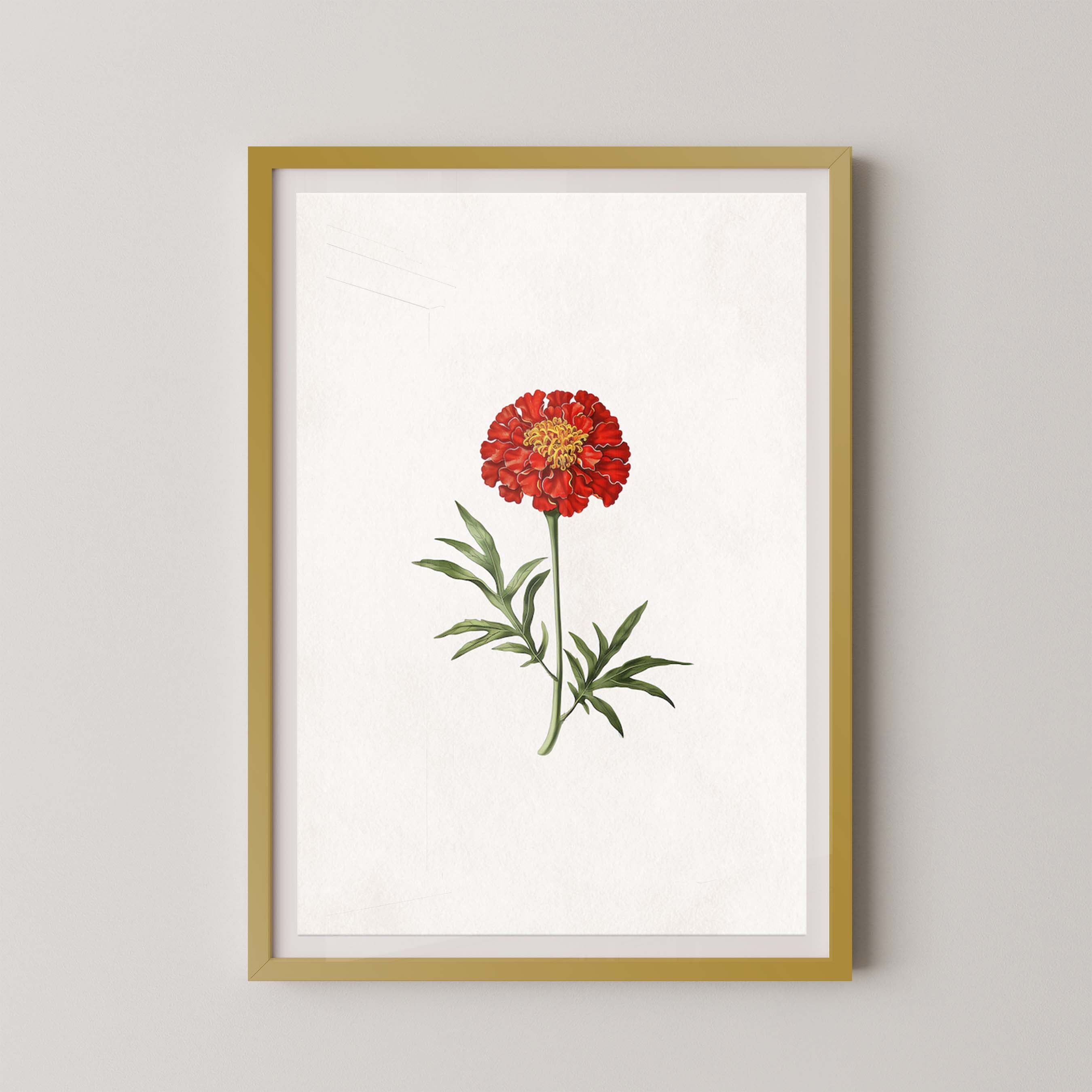 Lone Marigold