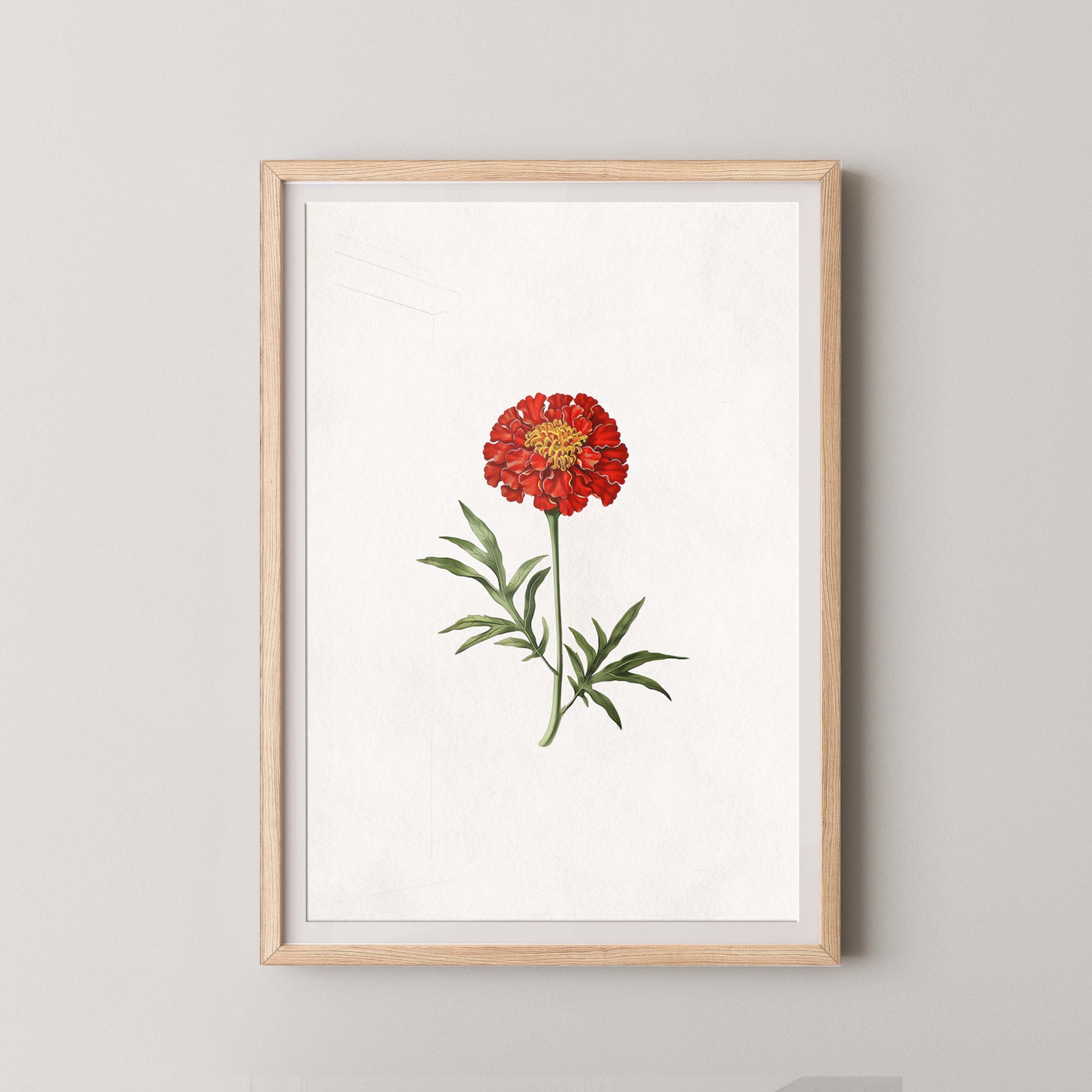 Lone Marigold