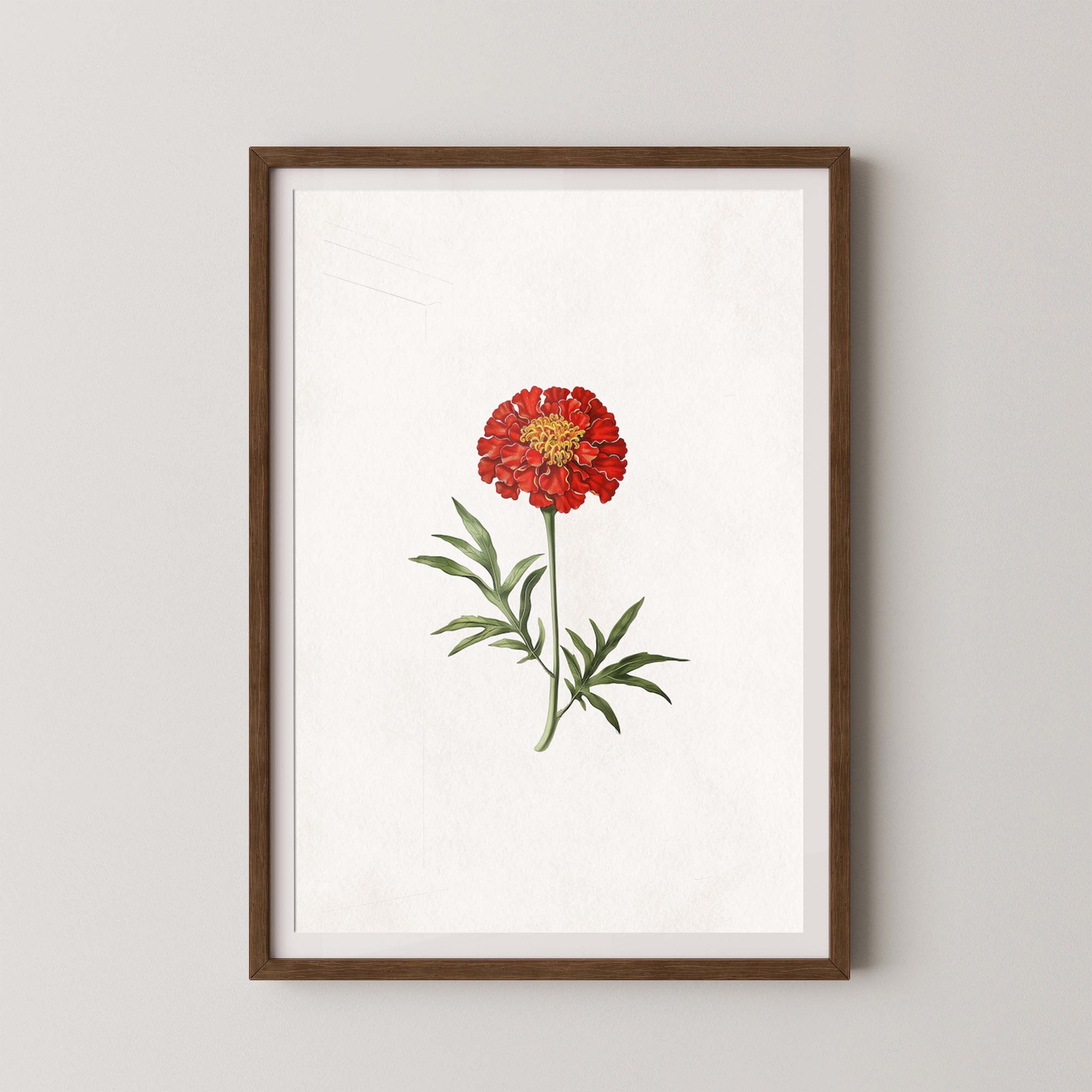 Lone Marigold