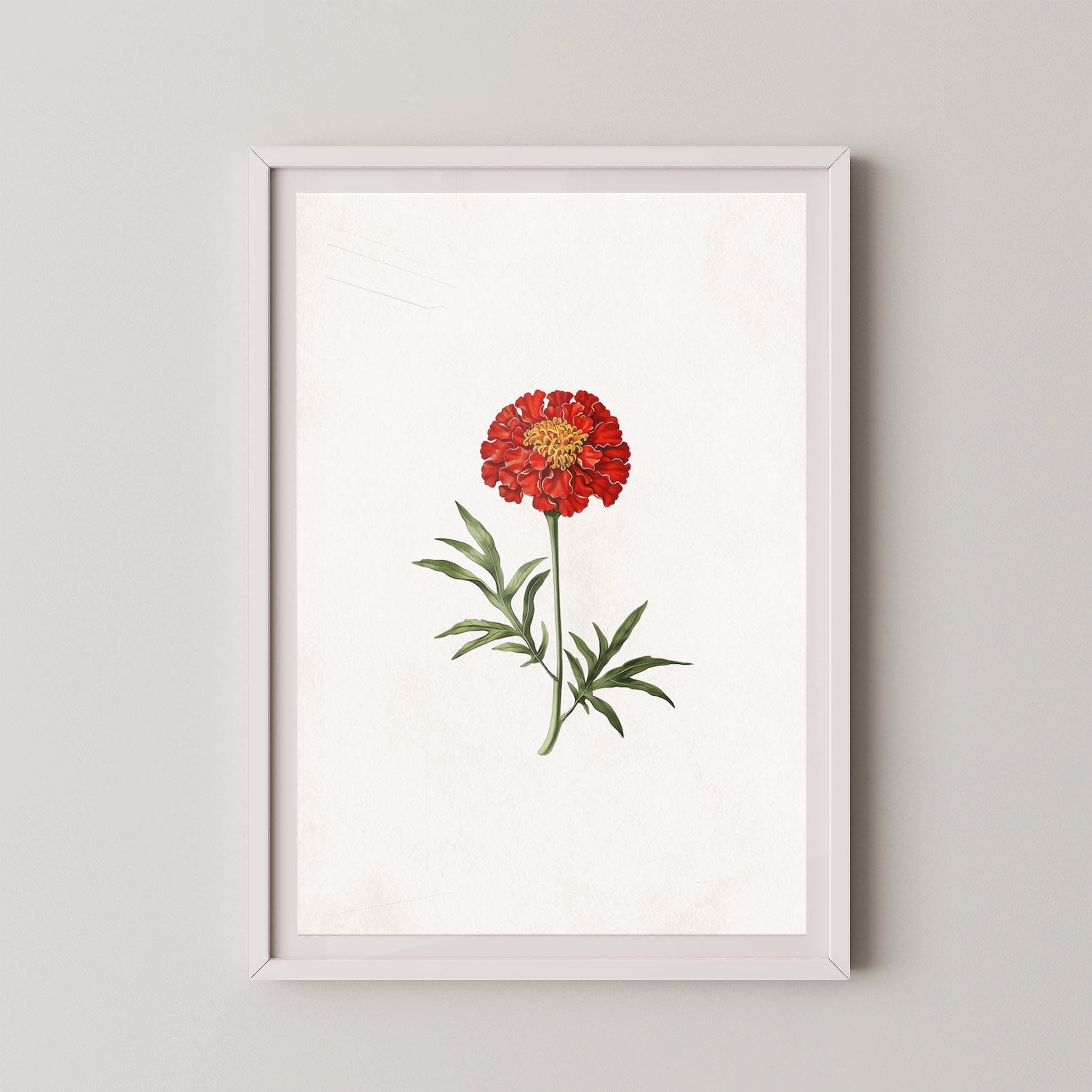 Lone Marigold