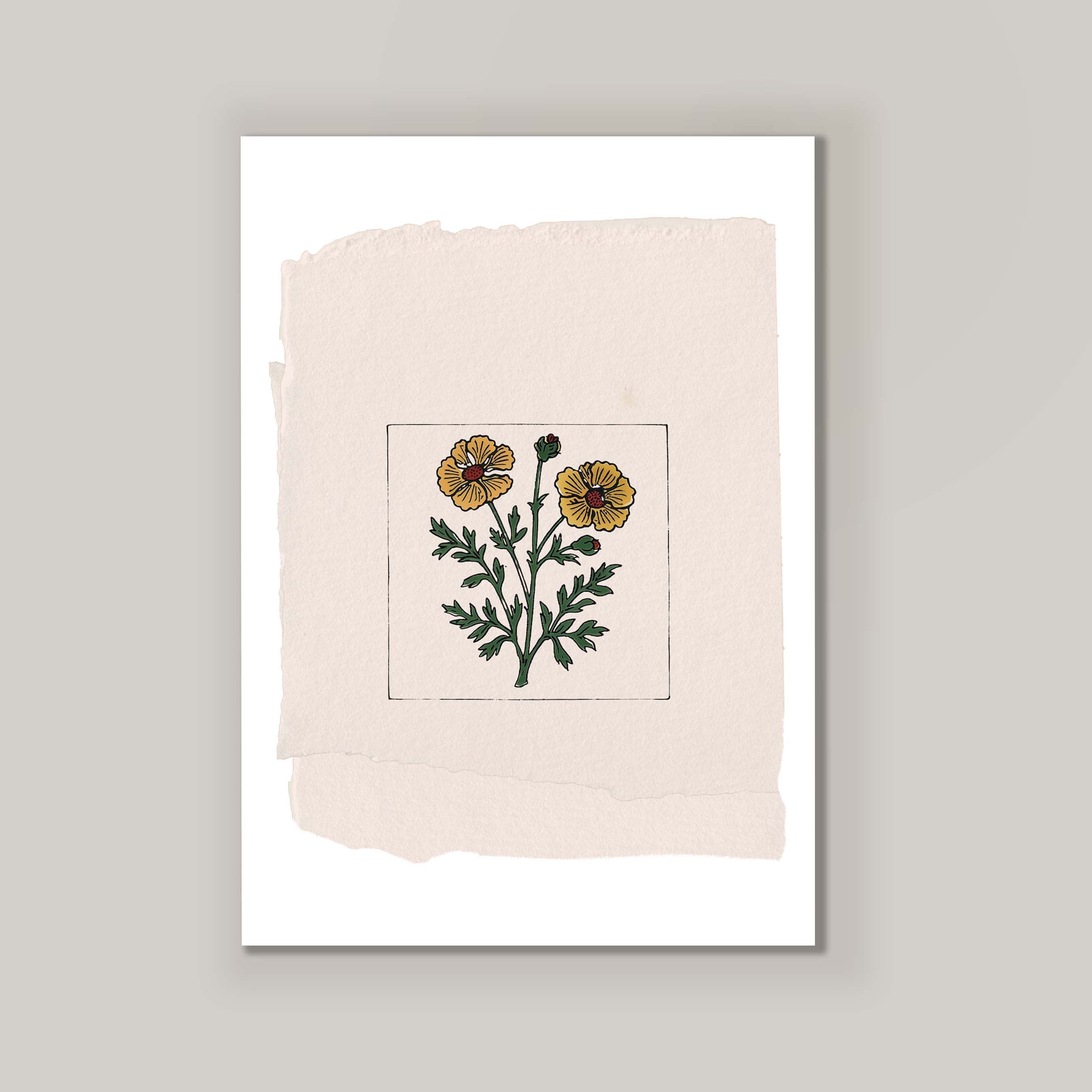 Marigold On Paper