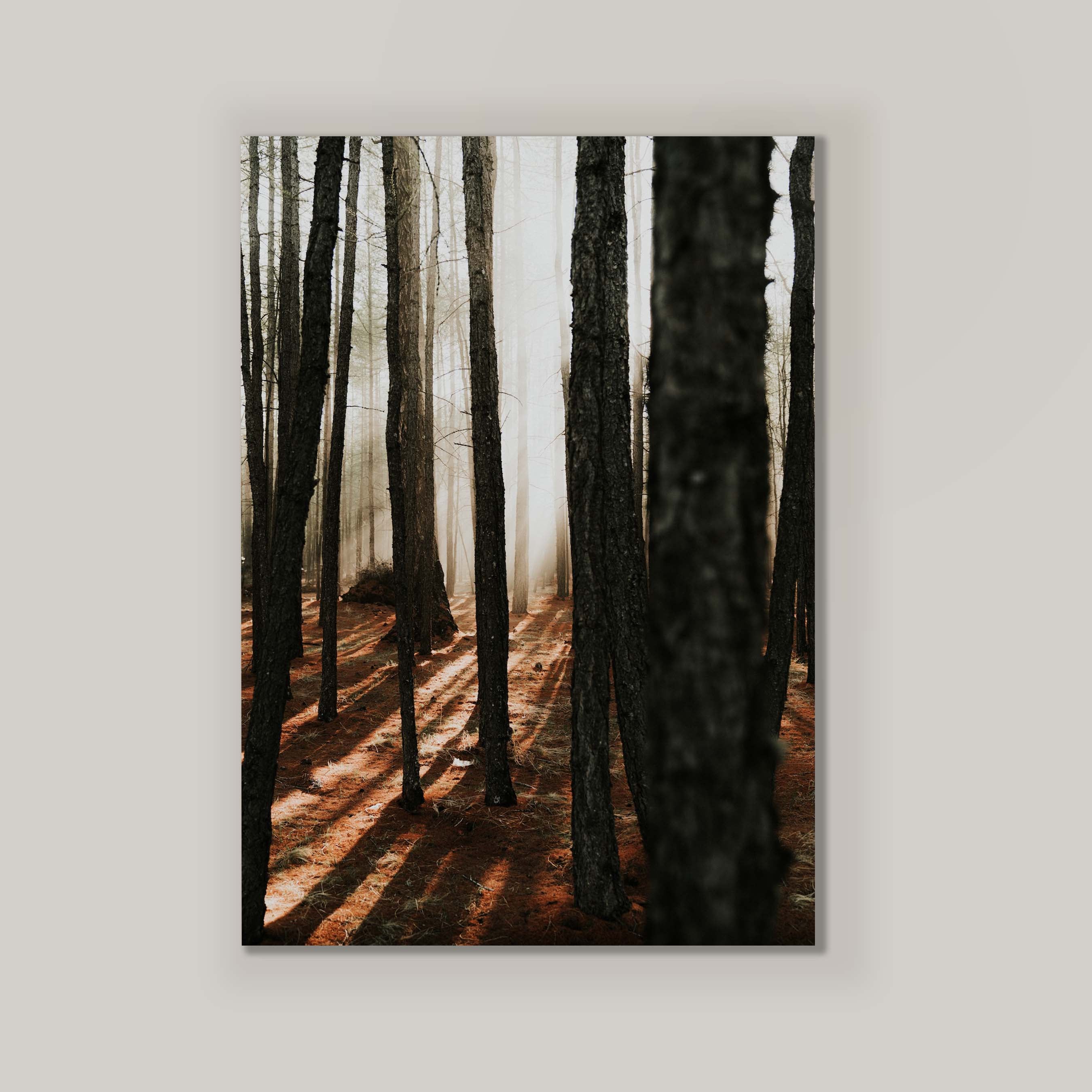Mystic Forest