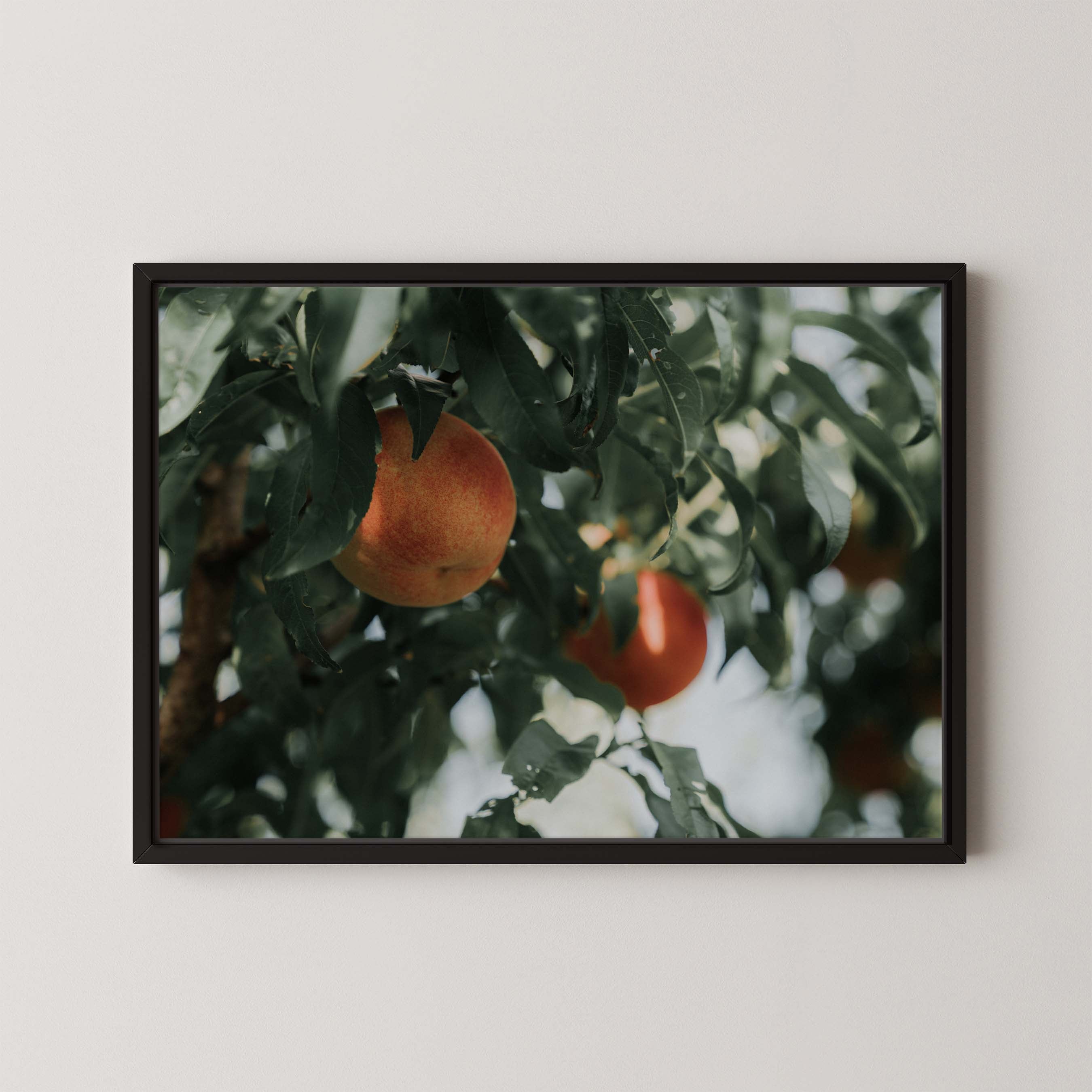 Palisade Peaches