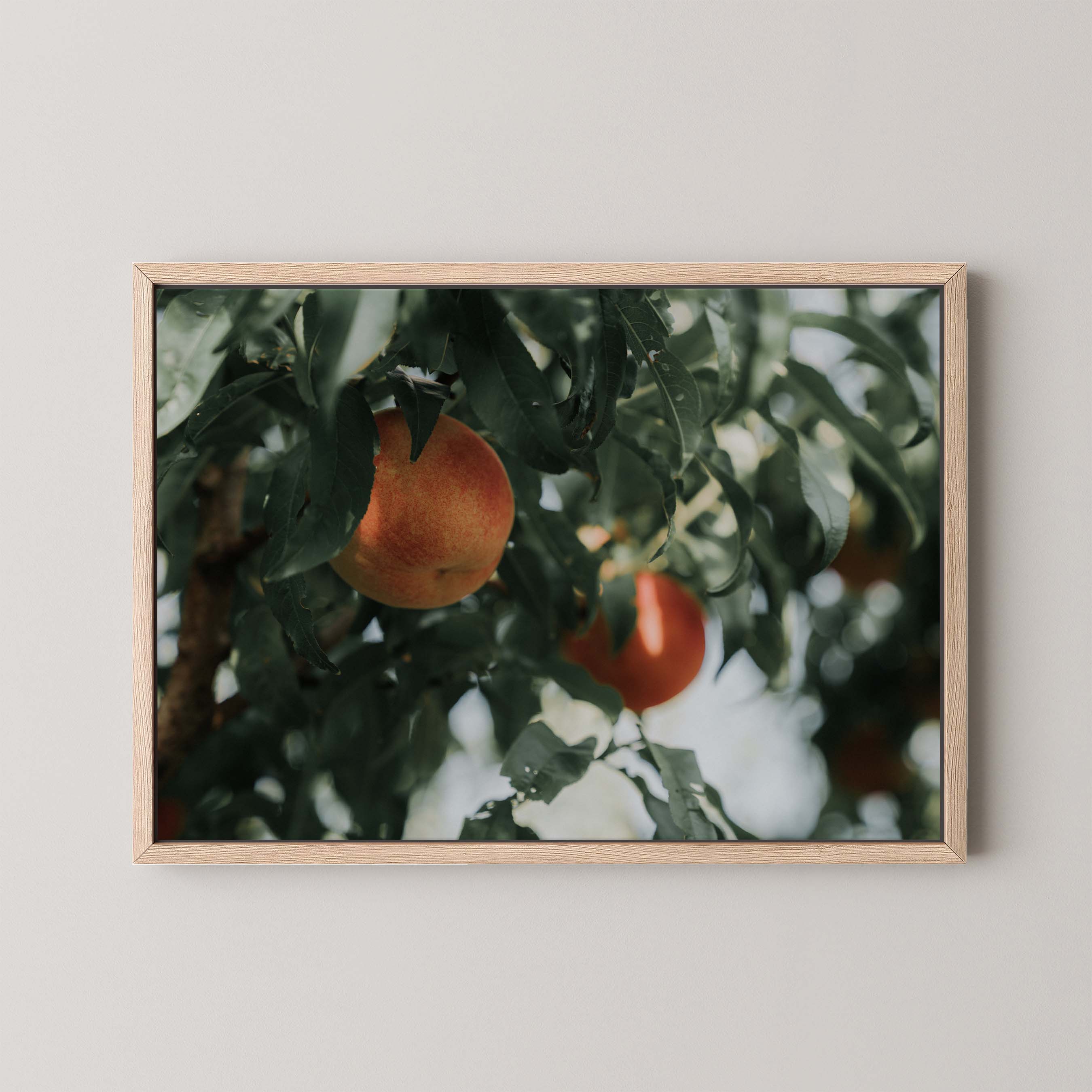 Palisade Peaches