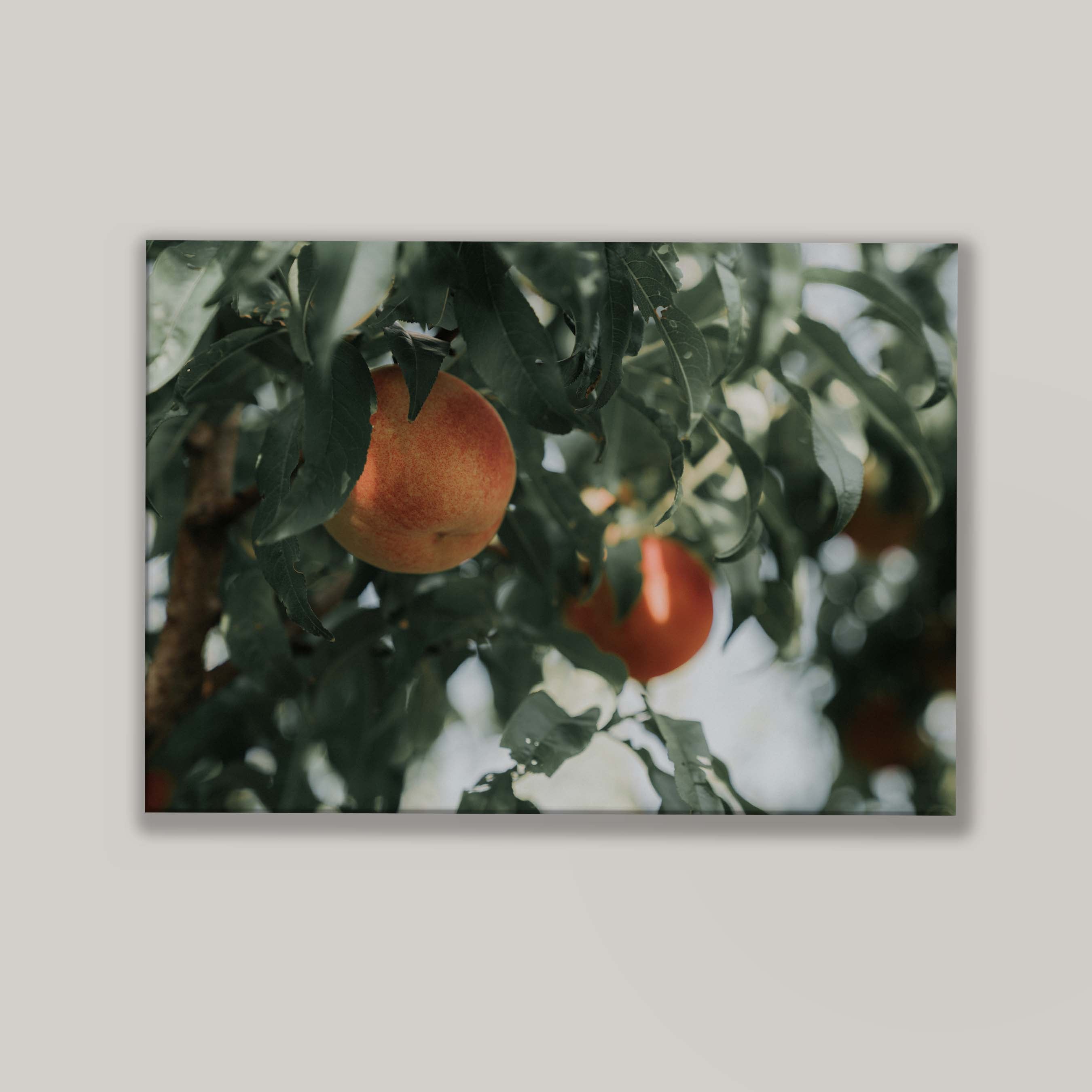 Palisade Peaches