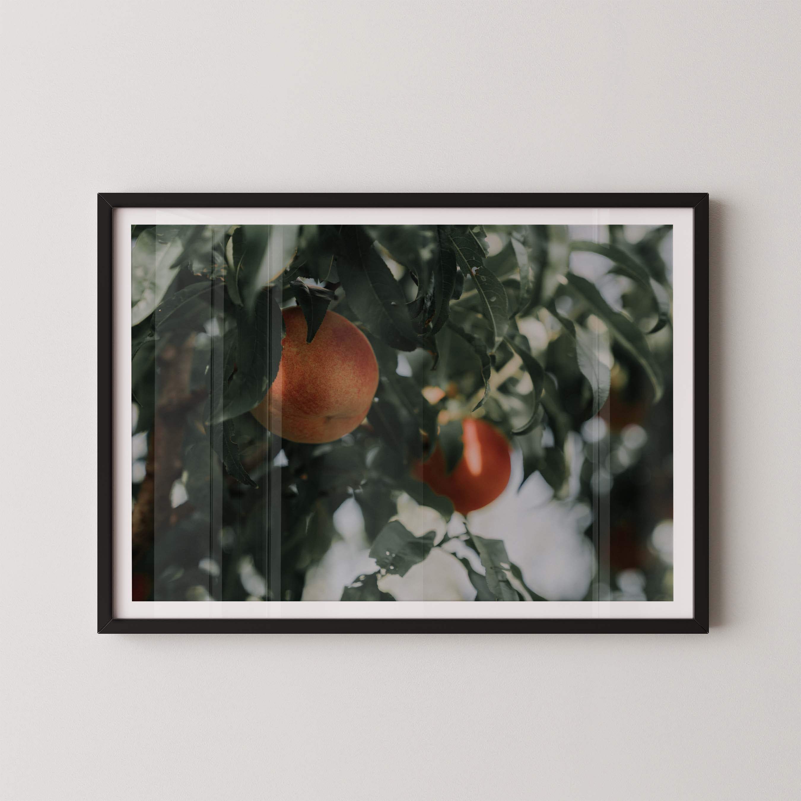 Palisade Peaches
