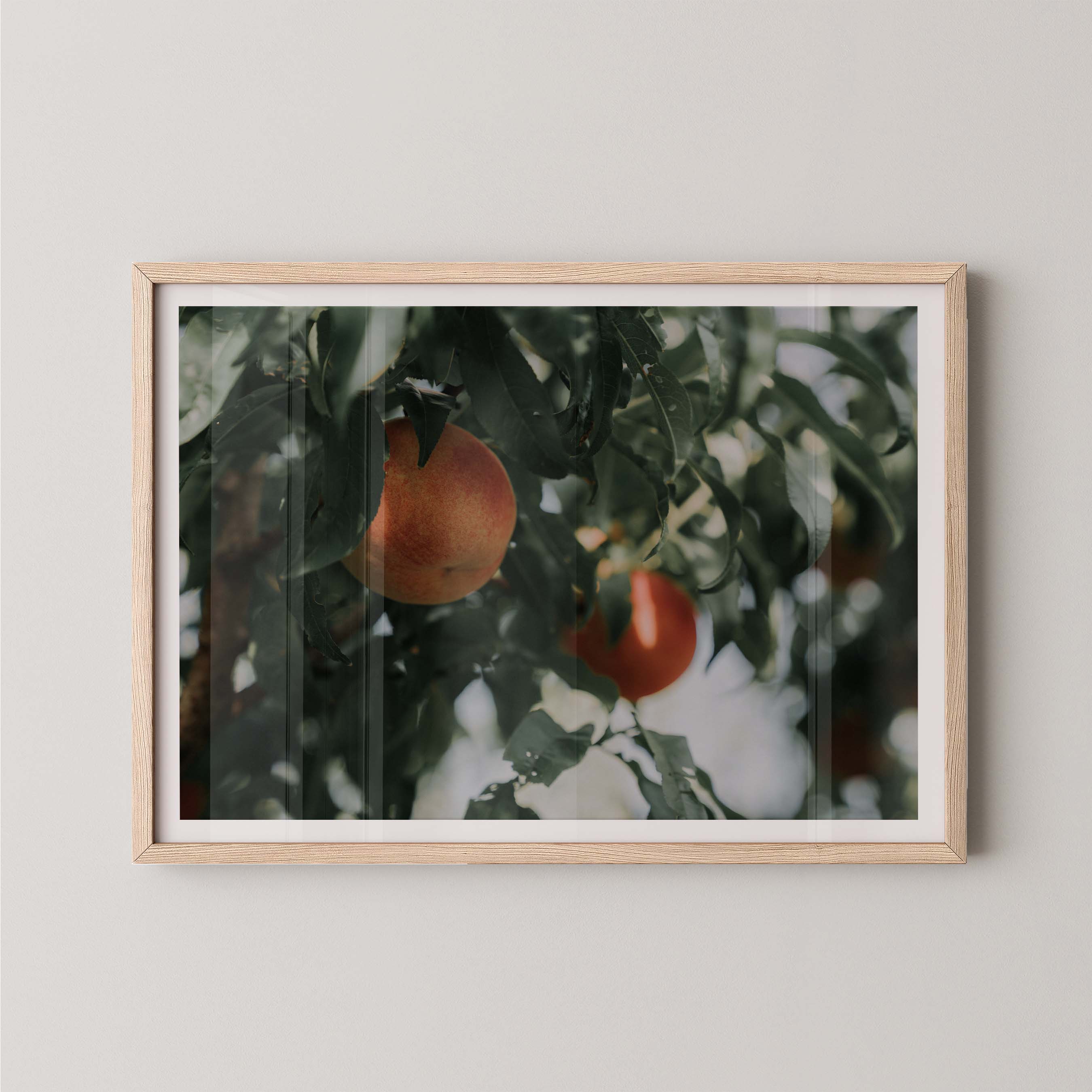 Palisade Peaches