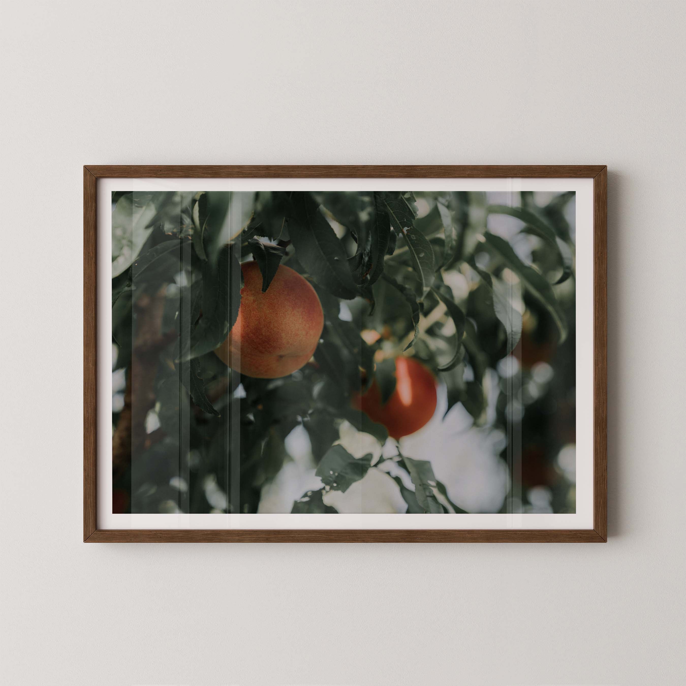 Palisade Peaches