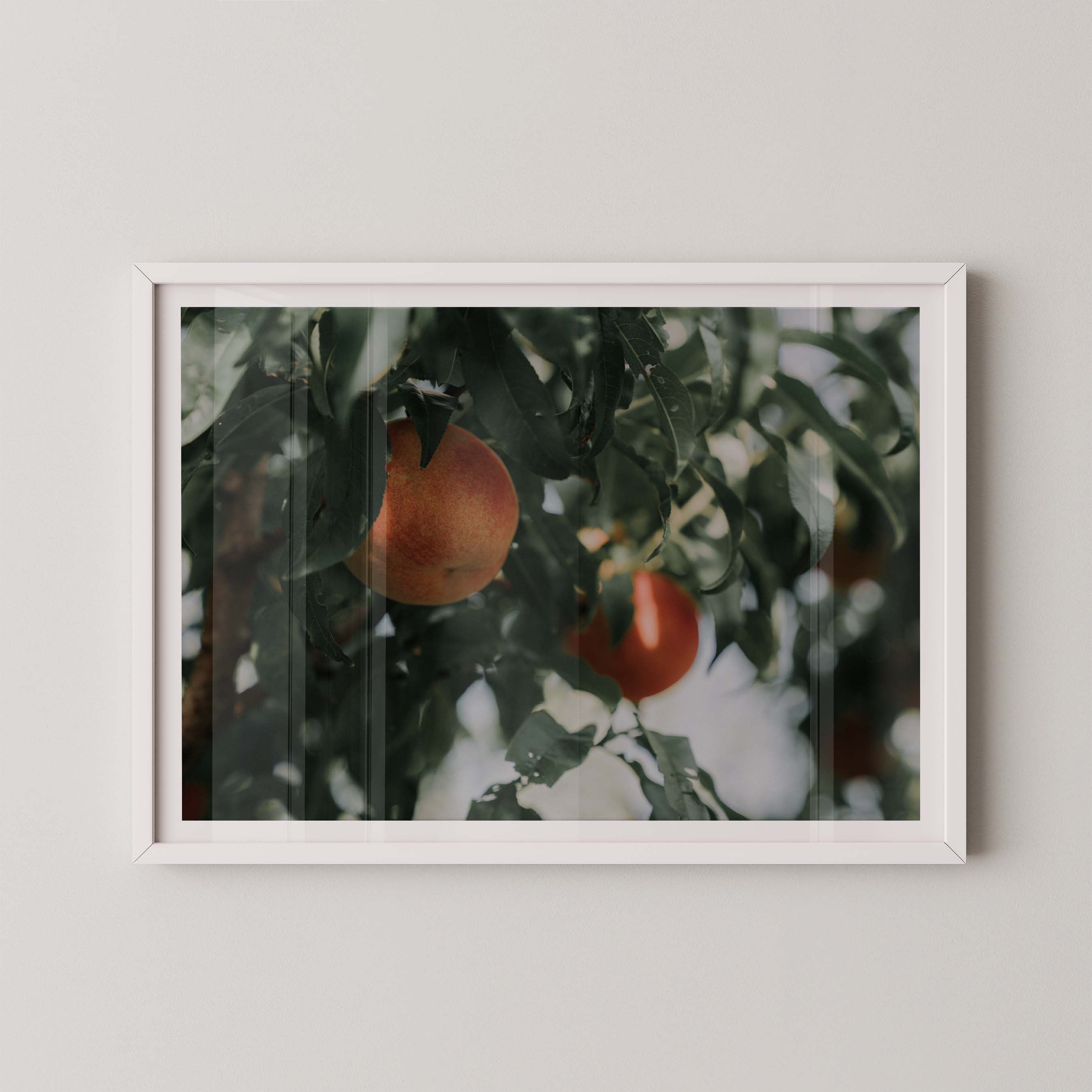Palisade Peaches