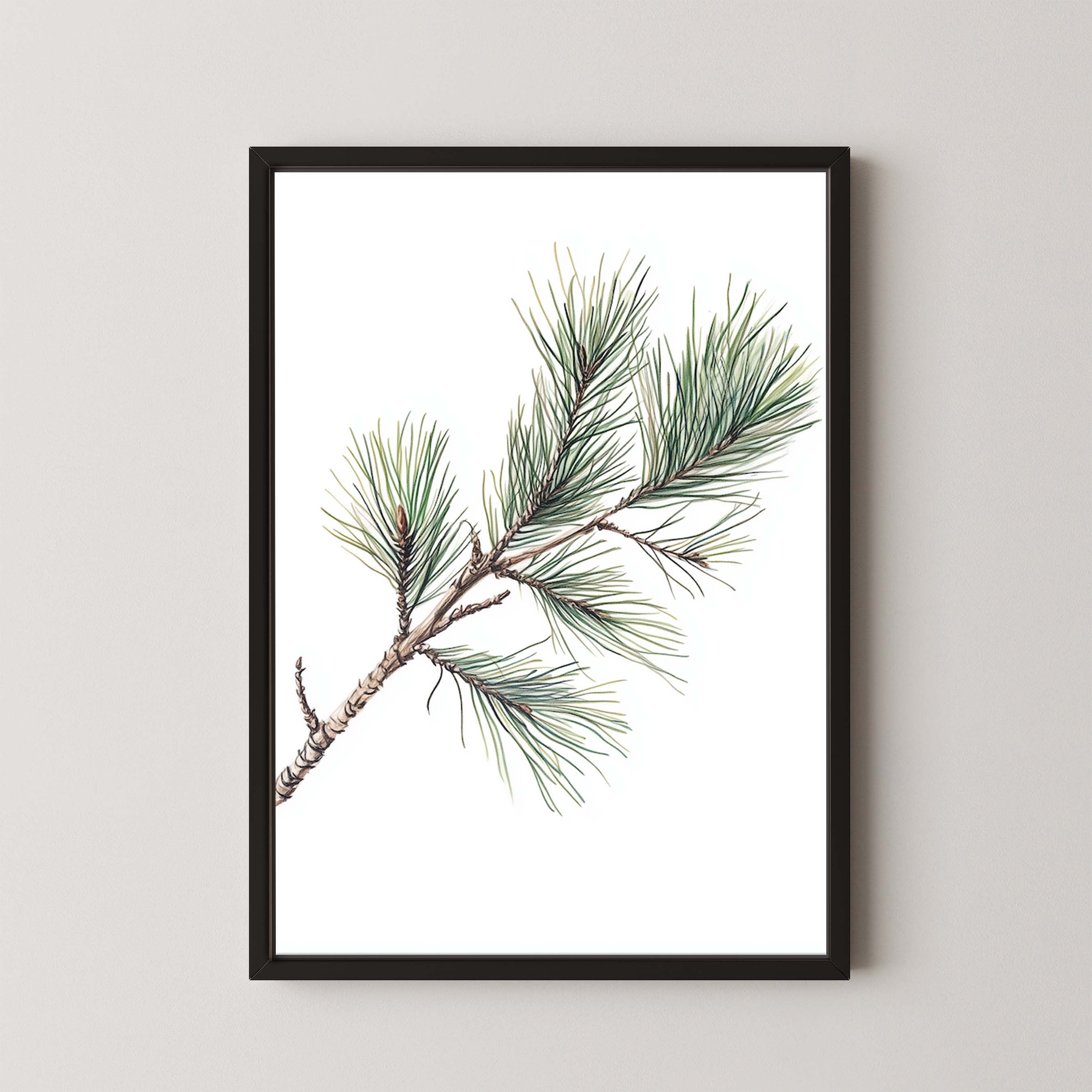 Pine Branch