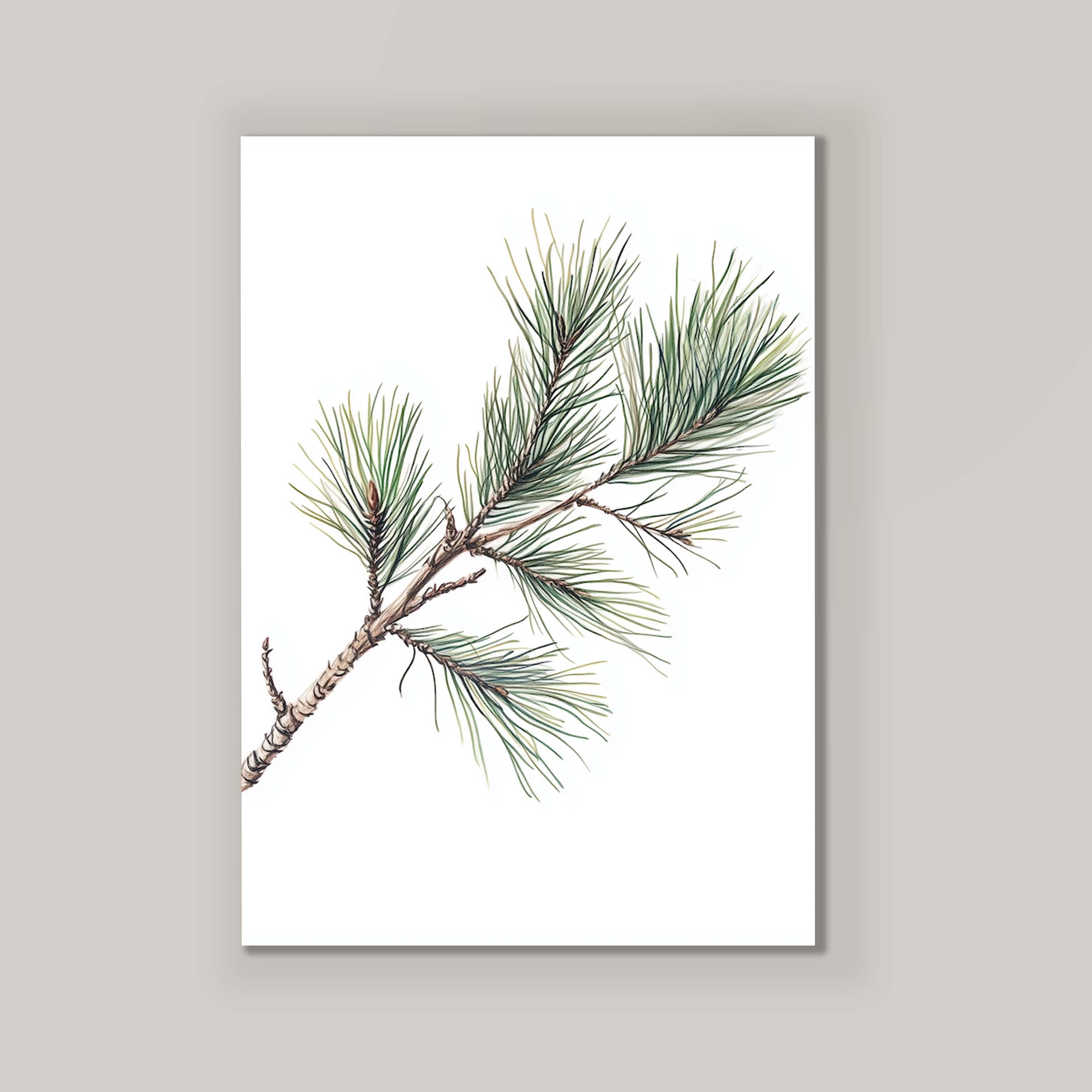 Pine Branch