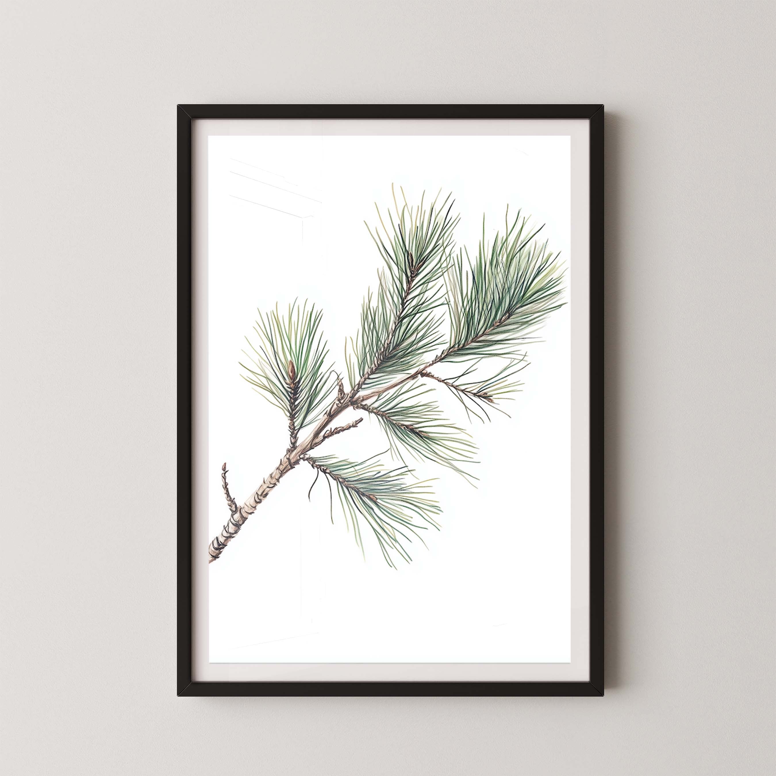 Pine Branch