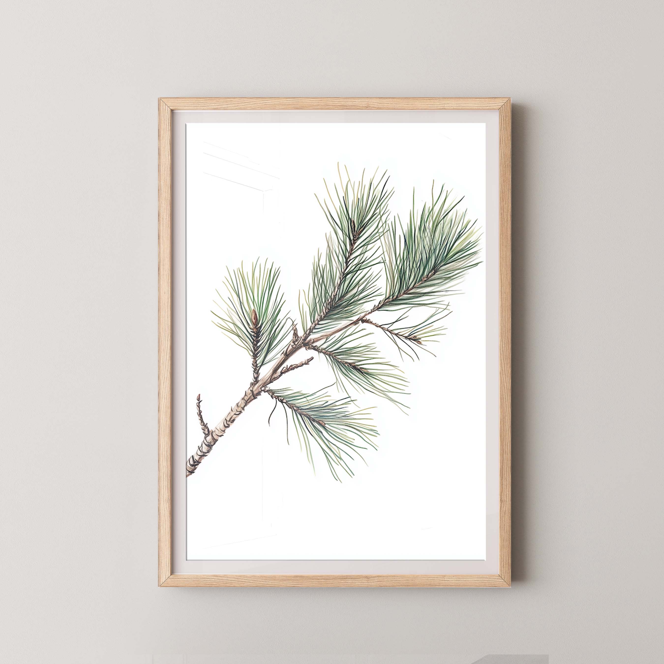 Pine Branch