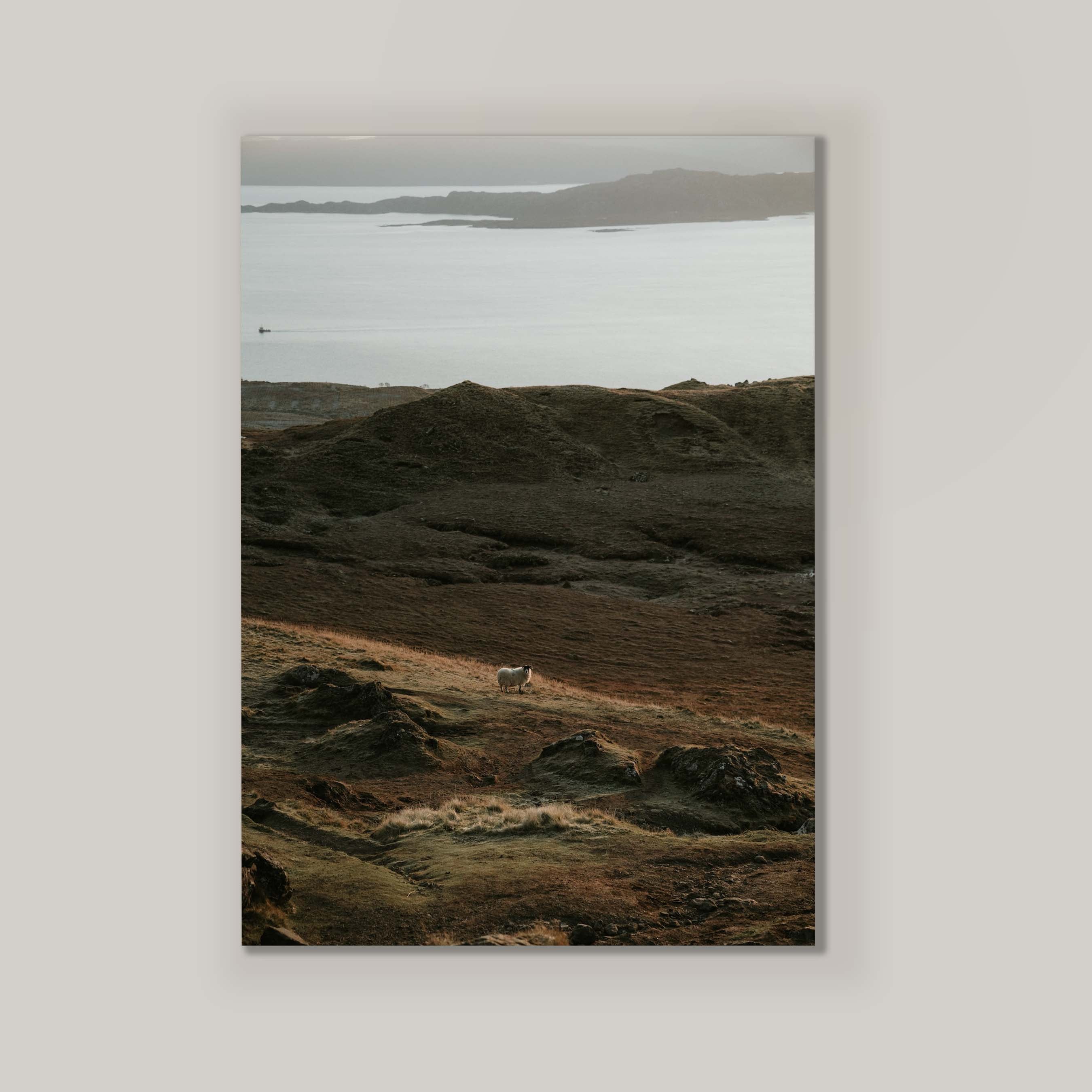 Sheep at Sunrise