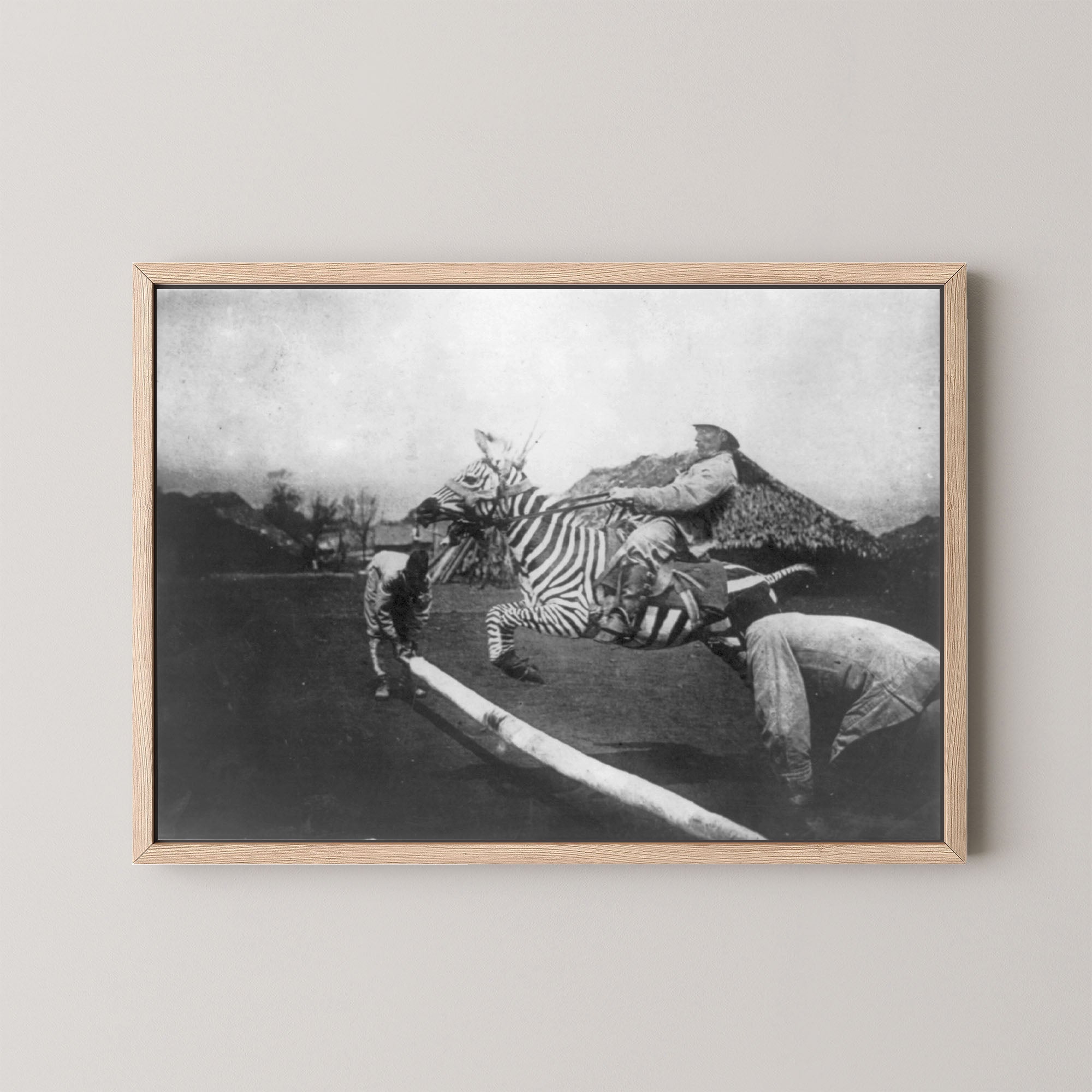 Zebra Jumper